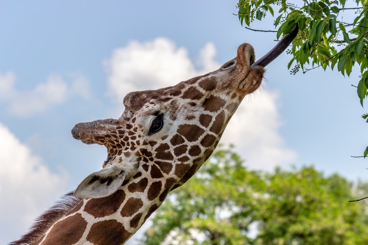 giraffe licking 